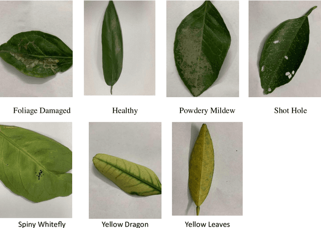 Figure 1 for A Semantic Segmentation Approach on Sweet Orange Leaf Diseases Detection Utilizing YOLO
