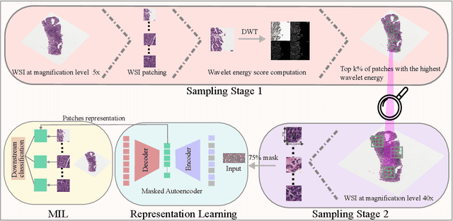Figure 3 for Learning from the Right Patches: A Two-Stage Wavelet-Driven Masked Autoencoder for Histopathology Representation Learning