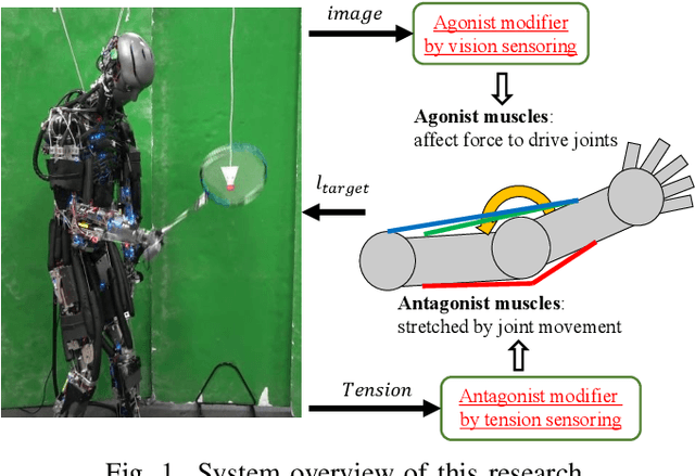 Figure 1 for Modification of muscle antagonistic relations and hand trajectory on the dynamic motion of Musculoskeletal Humanoid