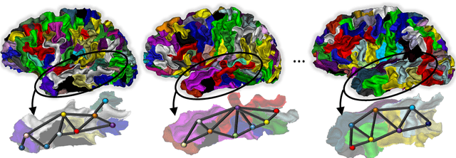 Figure 1 for Population-wise Labeling of Sulcal Graphs using Multi-graph Matching