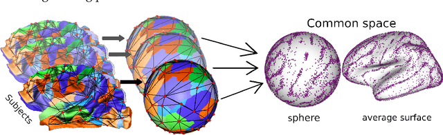 Figure 3 for Population-wise Labeling of Sulcal Graphs using Multi-graph Matching