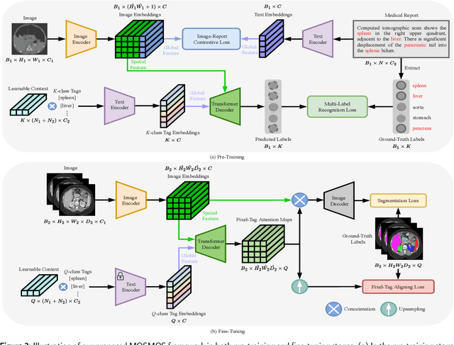 Figure 4 for MOSMOS: Multi-organ segmentation facilitated by medical report supervision