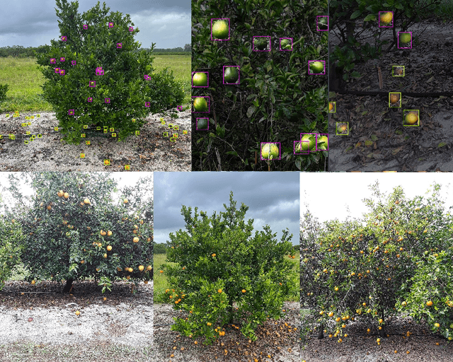 Figure 1 for CitDet: A Benchmark Dataset for Citrus Fruit Detection