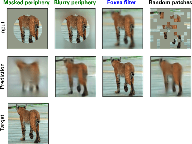 Figure 2 for Masked Image Modeling as a Framework for Self-Supervised Learning across Eye Movements