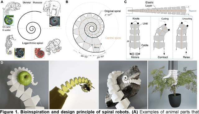 Figure 1 for Bioinspired Soft Spiral Robots for Versatile Grasping and Manipulation