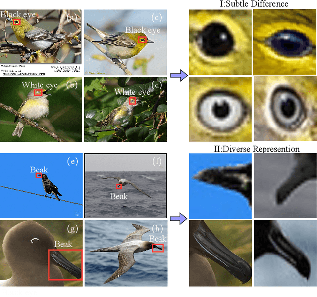Figure 1 for Multi-scale Activation, Refinement, and Aggregation: Exploring Diverse Cues for Fine-Grained Bird Recognition