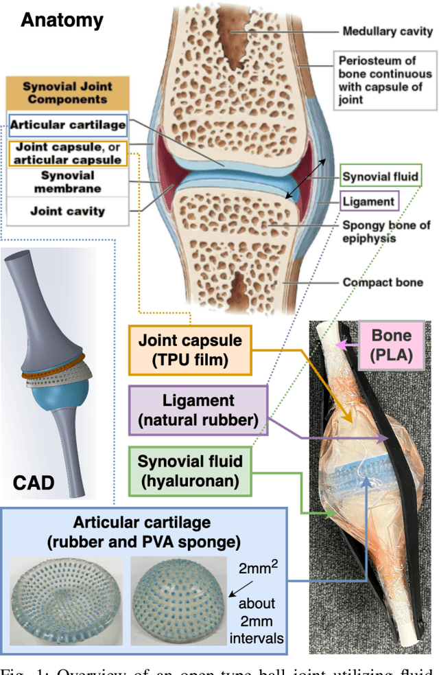 Figure 1 for Designing Fluid-Exuding Cartilage for Biomimetic Robots Mimicking Human Joint Lubrication Function
