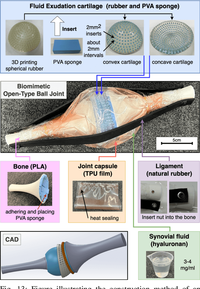 Figure 4 for Designing Fluid-Exuding Cartilage for Biomimetic Robots Mimicking Human Joint Lubrication Function